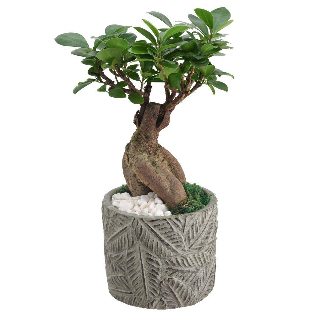 Small Ginseng Ficus Bonsai in Gray Ceramic Planter