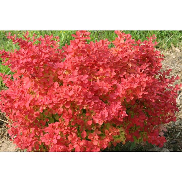 PROVEN WINNERS 4.5 in. Qt. Sunjoy Neo Barberry Berberis Thunbergii Flowering Shrub with Yellow Flowers