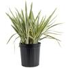 Costa Farms Outdoor Dianella Flax Lily Plant in 9.25 in. Grower Pot ...