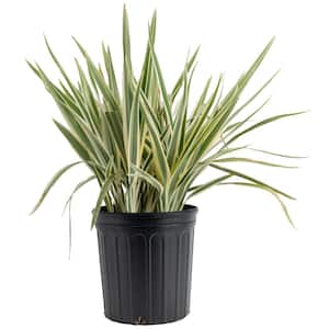 Outdoor Dianella Flax Lily Plant in 9.25 in. Grower Pot, Avg. Shipping Height 2 ft. to 3 ft. Tall
