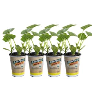 1 qt. Organic Squash-Ball Zucchini Plant (4-Pack)