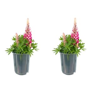 2.5 qt. Lupine p. Staircase Red Perennial Plant with Red Flowers (2-Pack)