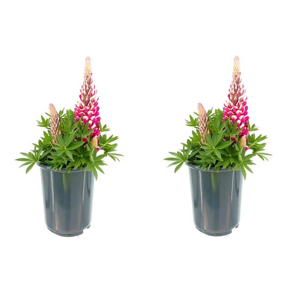 Unbranded 2.5 qt. Lupine p. Staircase Red Perennial Plant with Red Flowers (2-Pack)