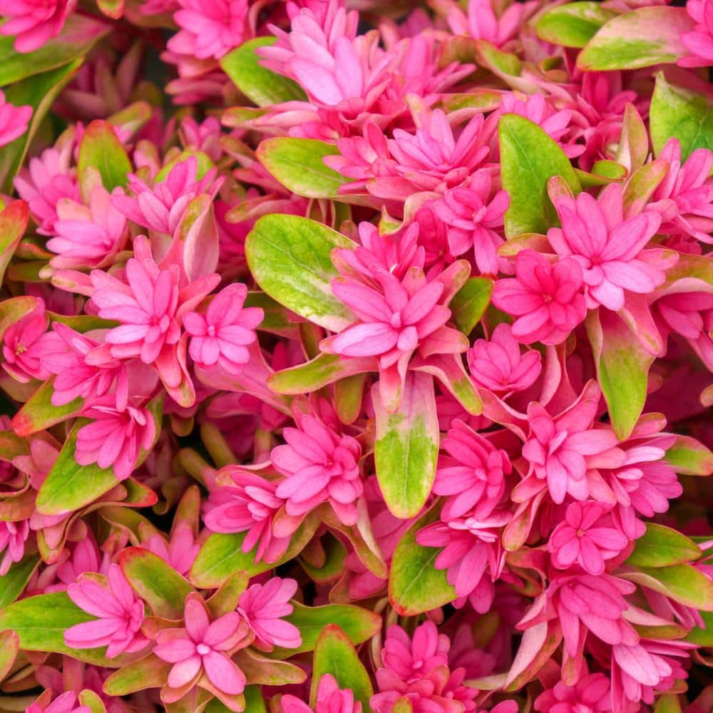 Direct Gardening 3 Gal. Pot, Princess Diana Mophead Hydrangea
