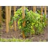greenes-fence-tomato-cages-rc85n25u-4f.2