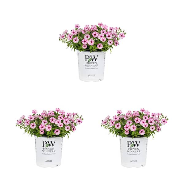 METROLINA GREENHOUSES 2.5 Qt. Petunia Supertunia Mini Vista Pink Star Pink and White Bicolor Annual Plant (3-Pack)