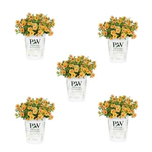 1.5 Pt. Proven Winners Superbells Double Orange Calibrachoa Annual Plant (5-Pack)