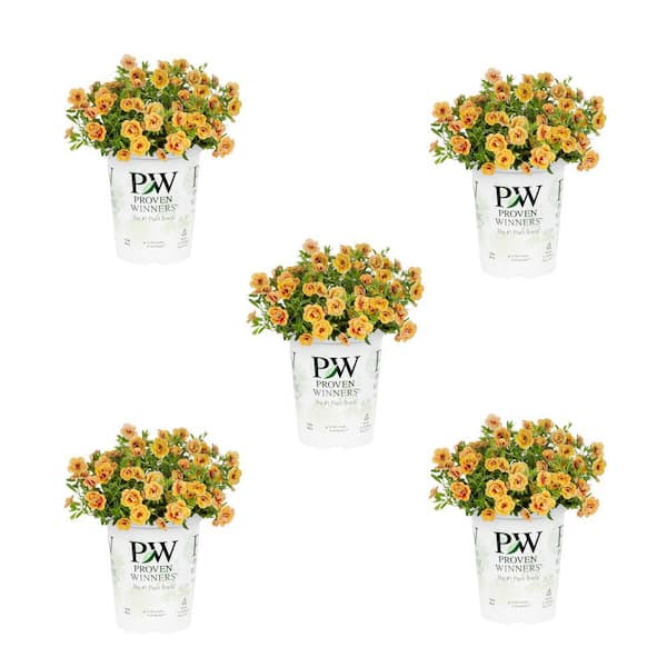 METROLINA GREENHOUSES 1.5 Pt. Proven Winners Superbells Double Orange Calibrachoa Annual Plant (5-Pack)