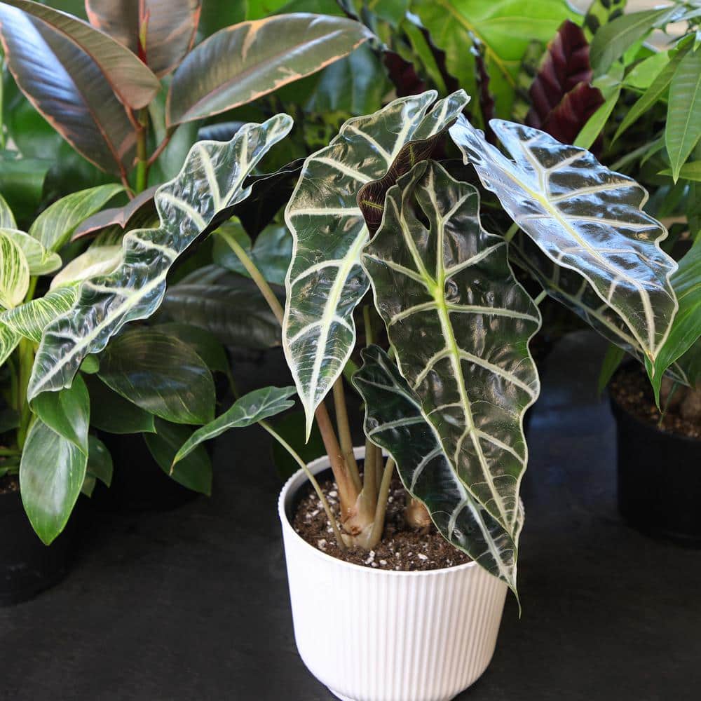 Alocasia Polly Elephant Ear Plant in White Planter