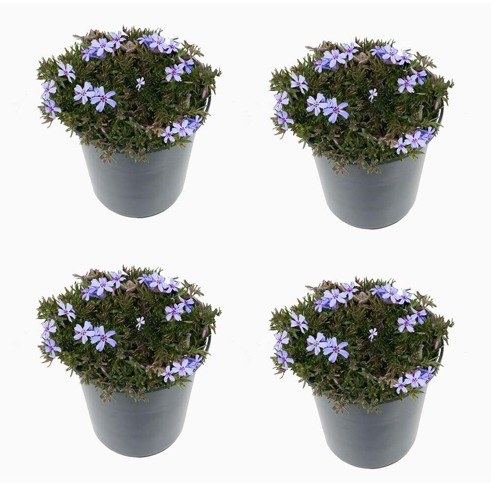Perennial Phlox Subulata Spring Blue 2.5 Qt. - 4-Pack