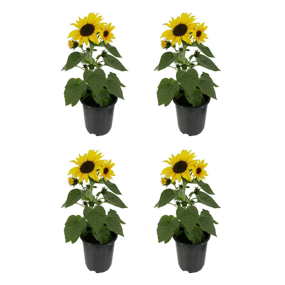 2.5 qt. Sunflower SunBuzz Annual Plant with Yellow Flowers - (4-Pack)