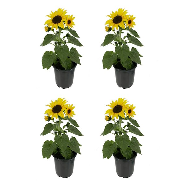 2.5 qt. Sunflower SunBuzz Annual Plant with Yellow Flowers - (4-Pack)