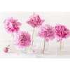 bell-nursery-shrubs-hedges-peony2sbp1pk-66.5