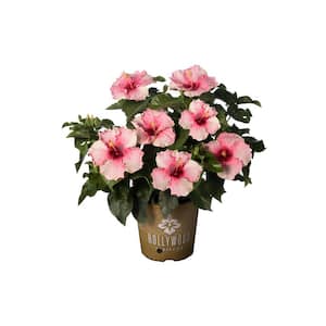 2 Gal. Hollywood Trophy Wife Pink Flower Annual Hibiscus Plant