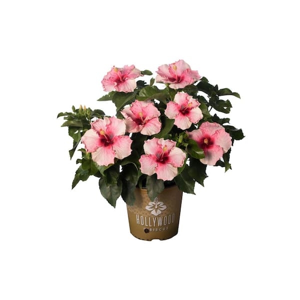 PROVEN WINNERS 2 Gal. Hollywood Trophy Wife Pink Flower Annual Hibiscus Plant