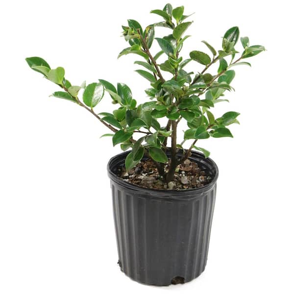 national PLANT NETWORK 2.5 Qt. Shi Shi Camellia Sasanqua Plant with Pink Blooms