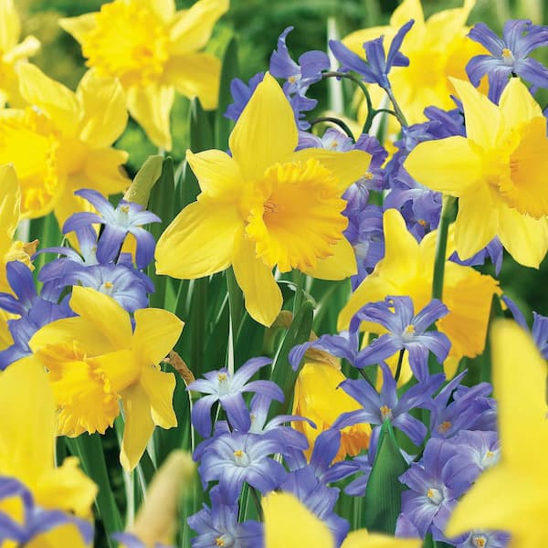 VAN ZYVERDEN Deer, Rodent and Squirrel Resistant Bulb Club Garden Set of 100 Bulbs