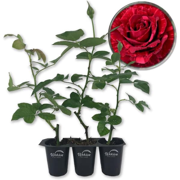 Wekiva Foliage Red Intuition Rose Bush 3-Live Starter Plants in 2 in. Pots-Beautifully Fragrant Heirloom Rose from Florida