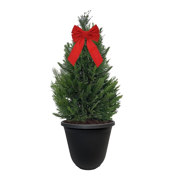 Unbranded 3 Gal. Leyland Cypress Evergreen Shrub with Green Foliage in a Decorative Pot with Bow