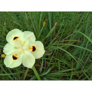 1 Gal. African Iris Perennial Shrub With White Flowers(4-Pack)