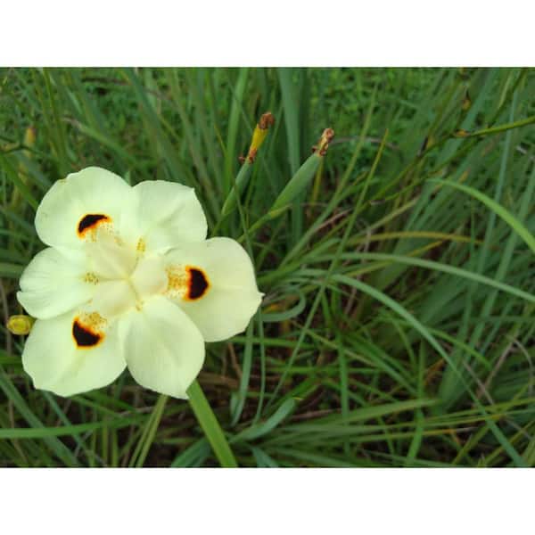 Alder & Oak 1 Gal. African Iris Perennial Shrub With White Flowers(4-Pack)