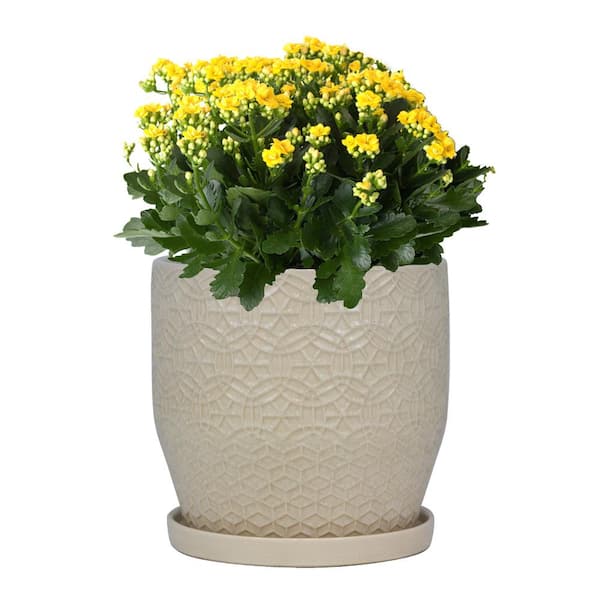 Trendspot 10 in. Dia Ivory Rivage Ceramic Decorative Pot CR10853-10B - The  Home Depot