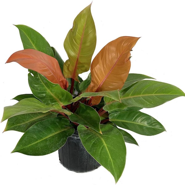 Philodendron Prince of Orange-Live Plant in a 10 Inch Growers Pot-Philodendron 'Prince of Orange'-Houseplant