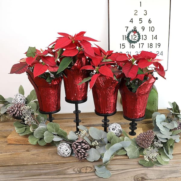 4 in. Poinsettia Red (4-Pack)