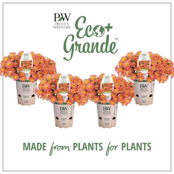 PROVEN WINNERS 4.25 in. Eco+Grande, Superbells Coral Sun (Calibrachoa), Live Plant, Yellow and Pink Flowers (4-Pack)