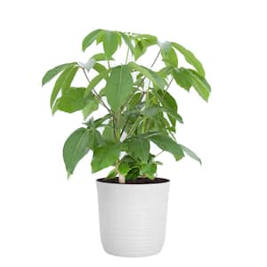 Umbrella Plant Schefflera Amate Plant in 10 inch White Decor Pot