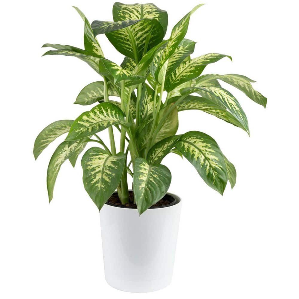 SALE20％off★大きいサイズ☆枯れないハンギングカクタス★フェイク Costa Farms Dieffenbachia Indoor Plant in 10 in. White Decor