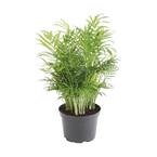 Neanthebella Indoor Palm in 6 in. Grower Pot, Avg. Shipping Height 1-2 ft. Tall