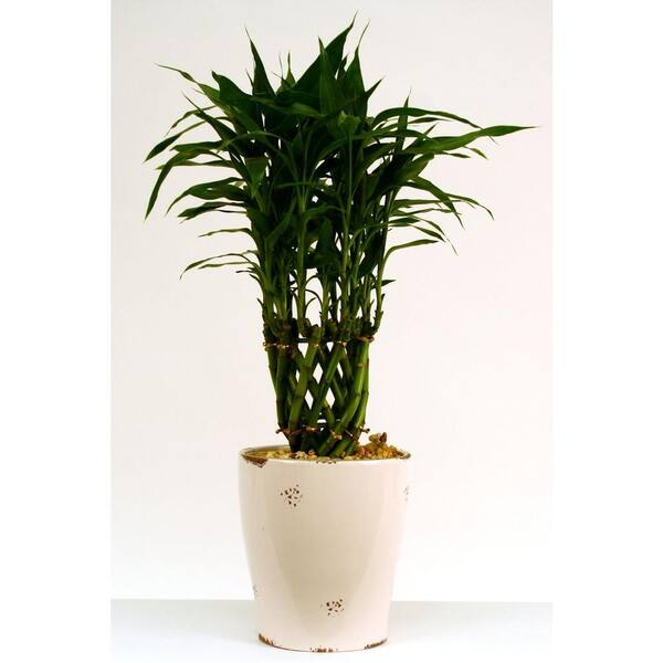 Delray Plants 6in Bamboo Dolomite-DISCONTINUED