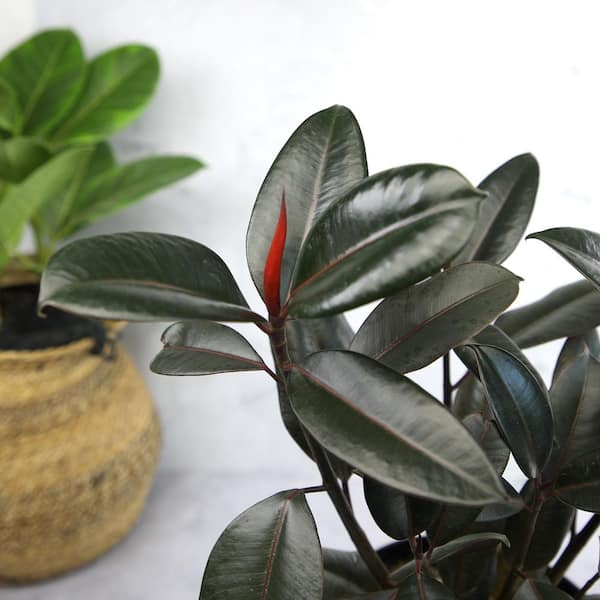 Altman Plants Ficus Burgundy Rubber Tree Indoor Houseplant in 8 in. Grower Pot