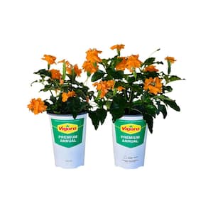2.5 qt. Crossandra Orange Plant in Grower's Pot (2-Packs)