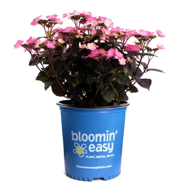 1 Gal. Pink Dynamo Hydrangea Serrata Live Shrub, White and Green to Vermillion Red Flowers