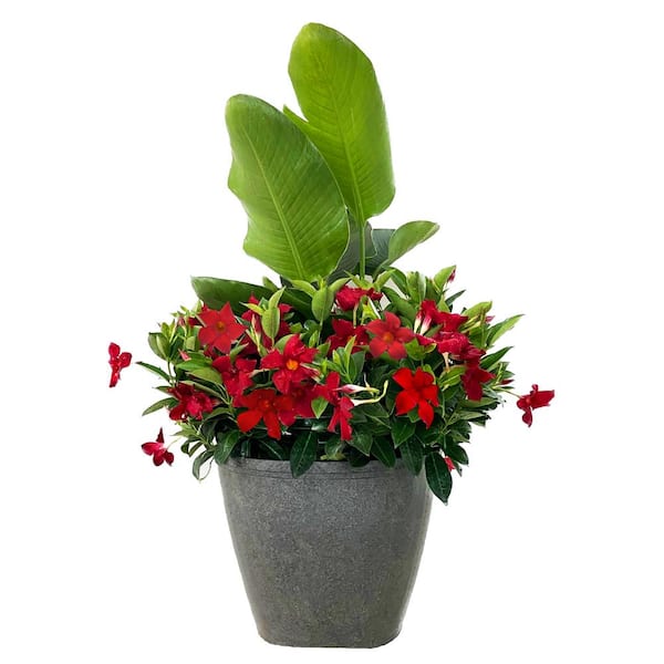 Rio 7.1 Gal. Grande Planter Dipladenia Flowering Annual Shrub with Assorted Bloom Colors and Combinations