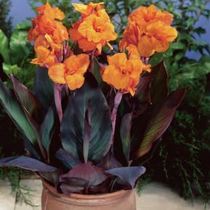 Cannas Bronze Leafed Wyoming Bulbs (Set of 6)