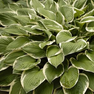 Bare Root Francee Hosta Perennial Plant with Green Foliage ( 3-piece )