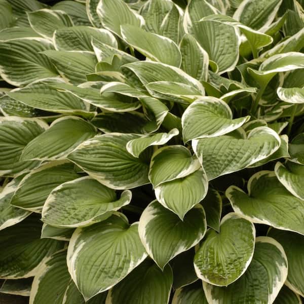 Bare Root Hosta Francee Plant (25-Pack)