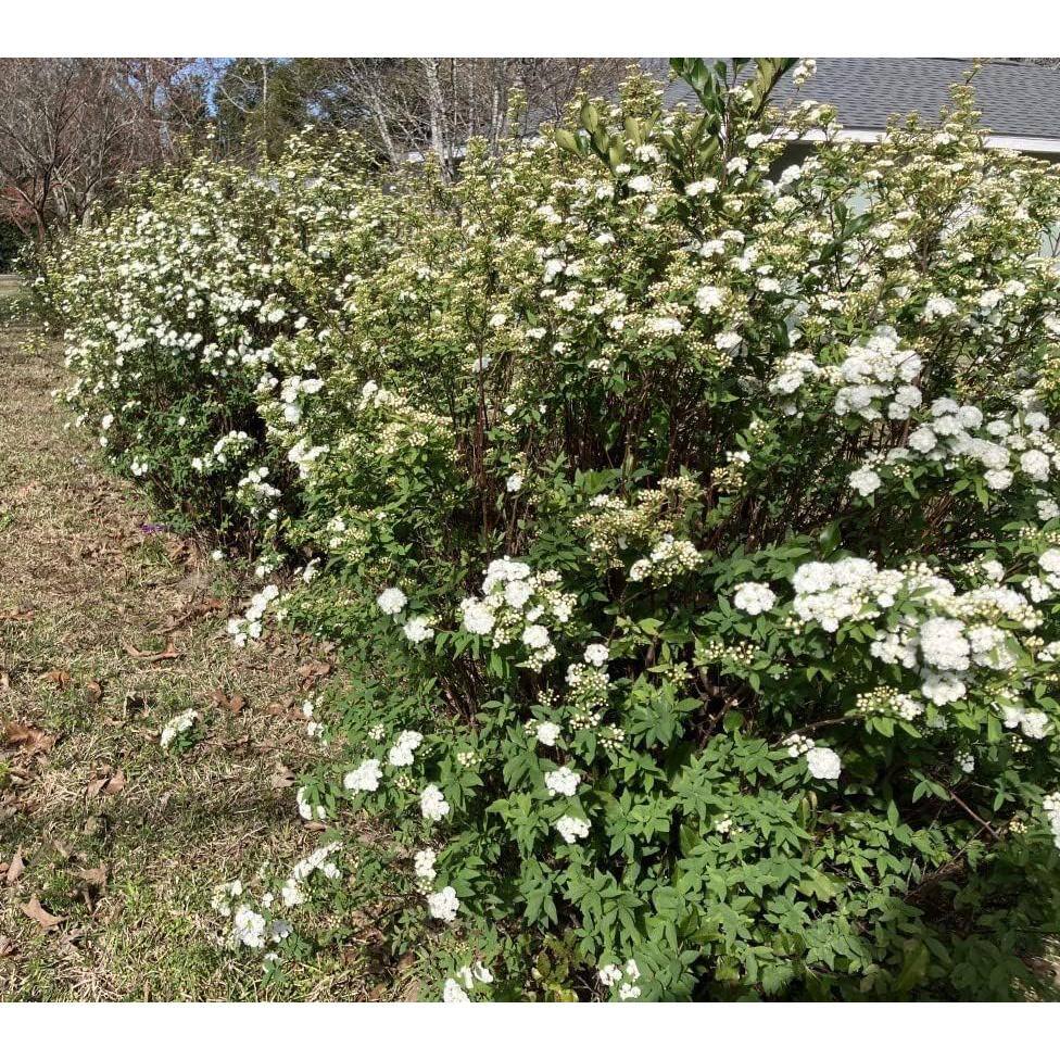 2.5 Quart White Bridal Wreath Spirea Flowering Shrub