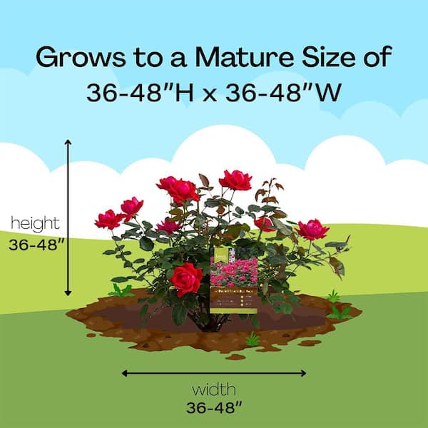 KNOCK OUT 2 Gal. Red The Double Knock Out Rose Bush with Red