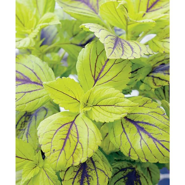 PROVEN WINNERS 4.25 in. Gays Delight Coleus (Solenostemon) Live Plant, Green Foliage with Purple Veins Grande (4-Pack)