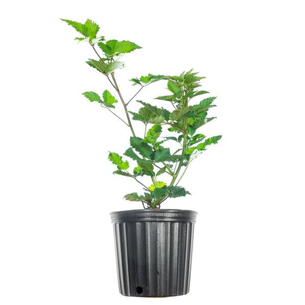PERFECT PLANTS Apache BlackBerry Bush 1 Gallon | Live Thornless Fruit For Outdoor Planting | Fresh Fruits For Home Gardens | Dark Purple Berries Emerge During Early Summer