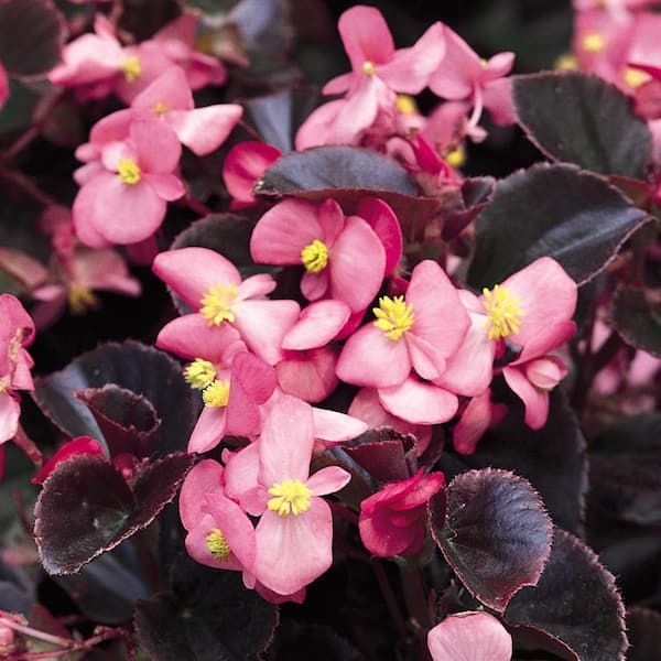 ALTMAN PLANTS 1-Pint Pink Accent Begonia Annual Plant in Grower Pot