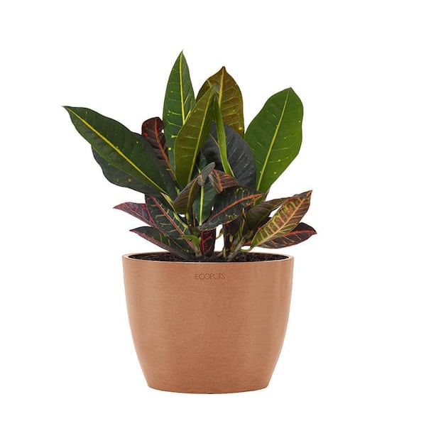 Croton Petra Live Codiaeum Variegatum in 6 inch Premium Sustainable Ecopots Terracotta Pot with Removeable Drainage Plug
