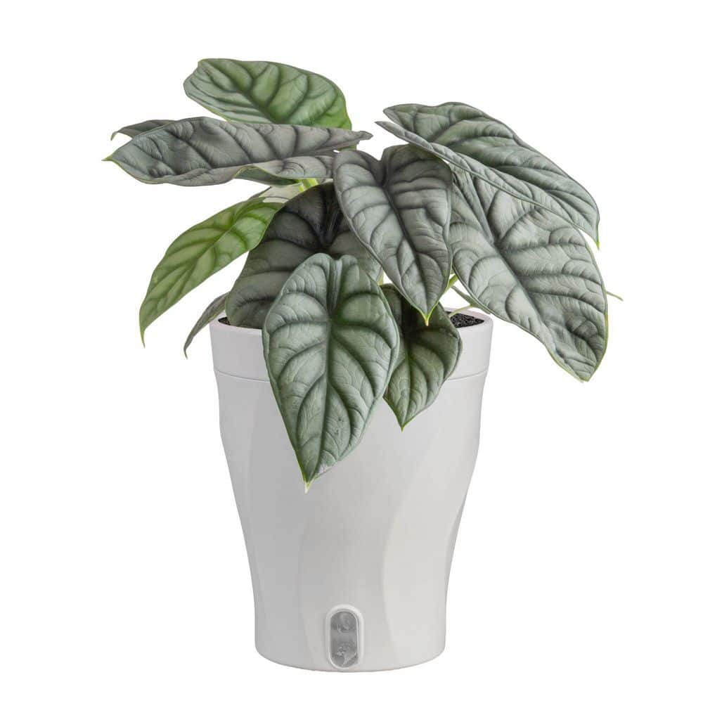 costa-farms-house-plants-m-asd