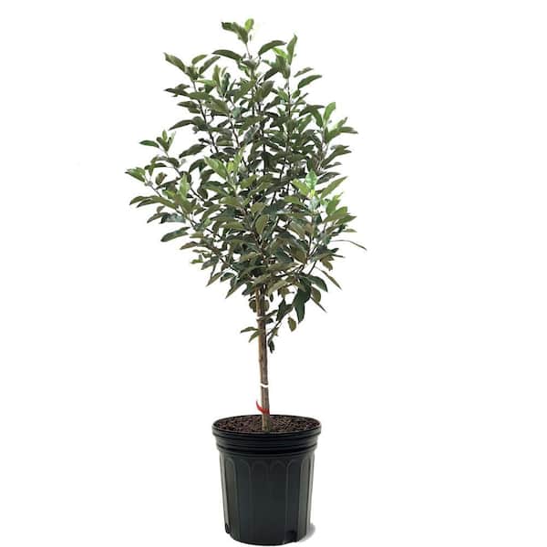 Unbranded 7 Gal. Semi-Dwarf Red Spy Apple Tree