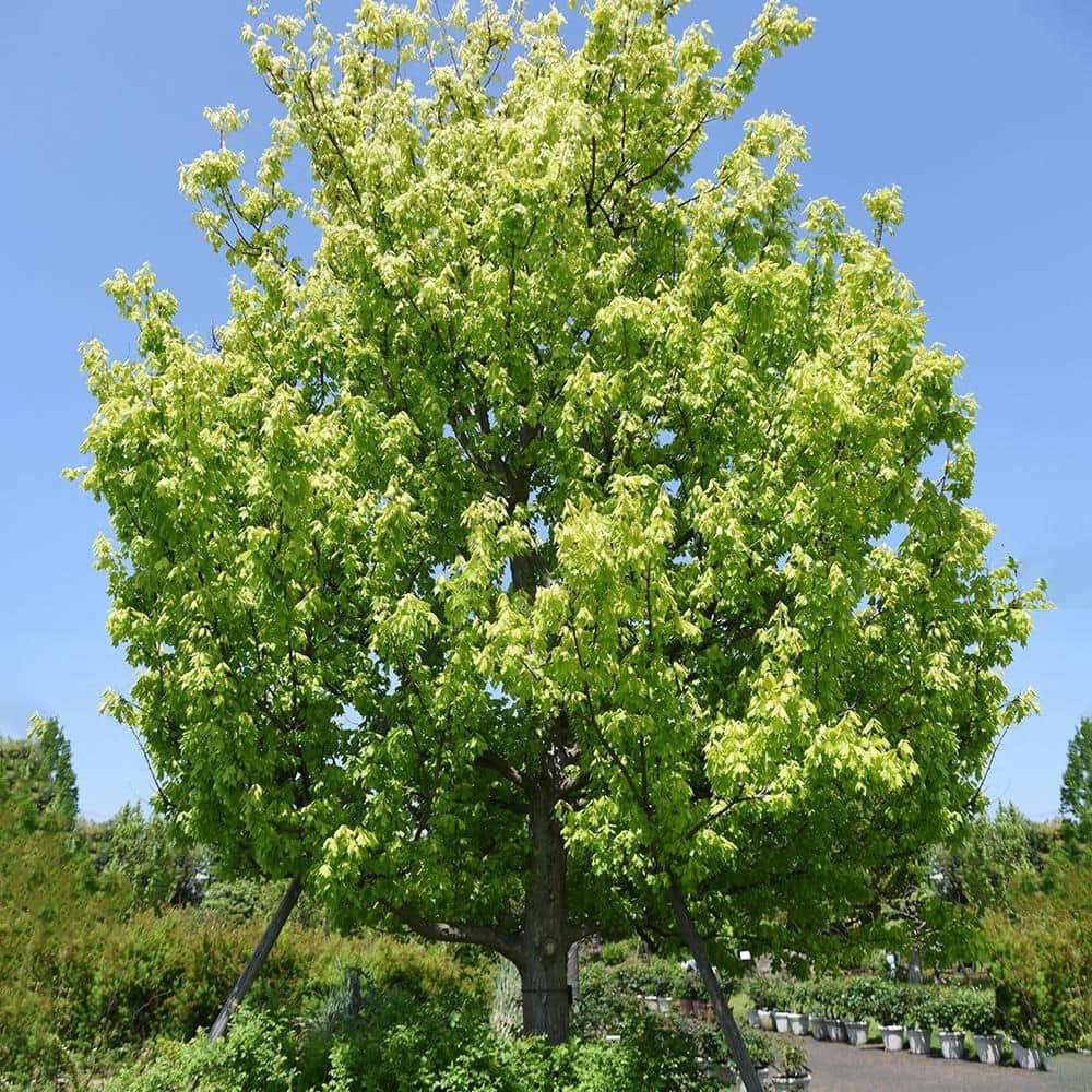 7 Gal. Trident Maple Shade Tree