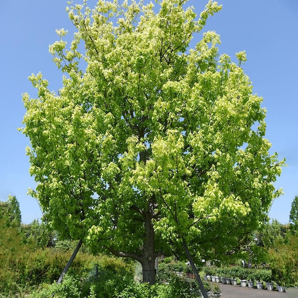 Unbranded 7 Gal. Trident Maple Shade Tree
